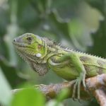 Boek snel uw zomervakantie naar dit tropische paradijs!