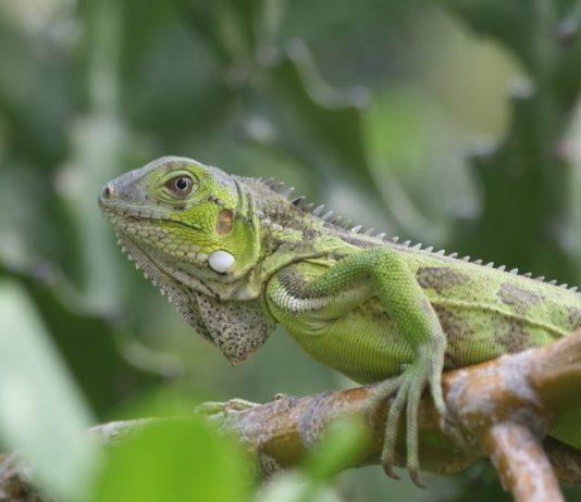 Boek snel uw zomervakantie naar dit tropische paradijs!
