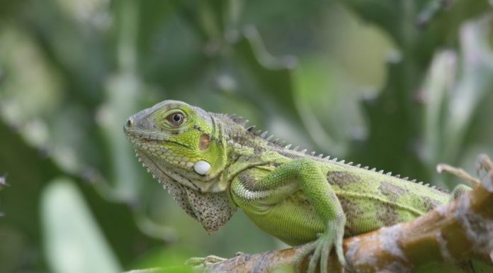 Boek snel uw zomervakantie naar dit tropische paradijs!
